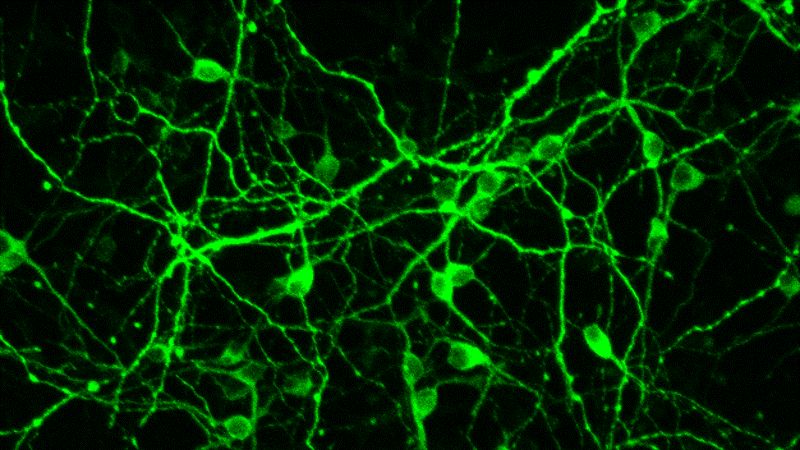Can the human brain regenerate?