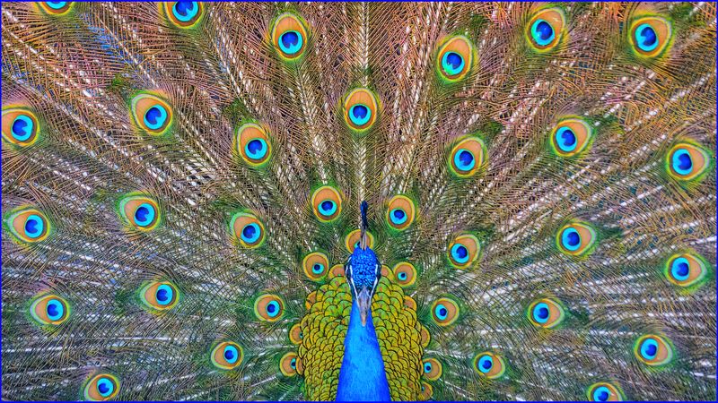 The puzzle of the animal kingdom: how nuptial feeding works