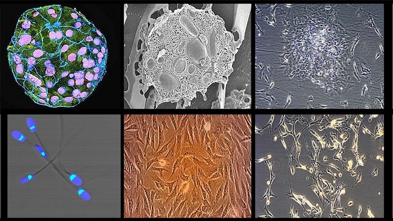 With the loss of genetic resources, humanity’s chance of survival decreases