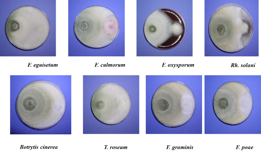 Image1