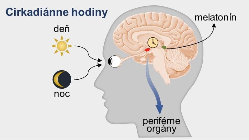 How the biological clock ticks and what it shows us